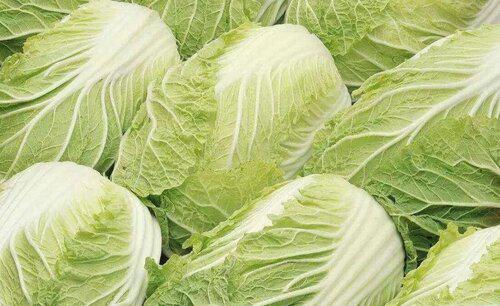 大白菜种植时间和高产管理方法