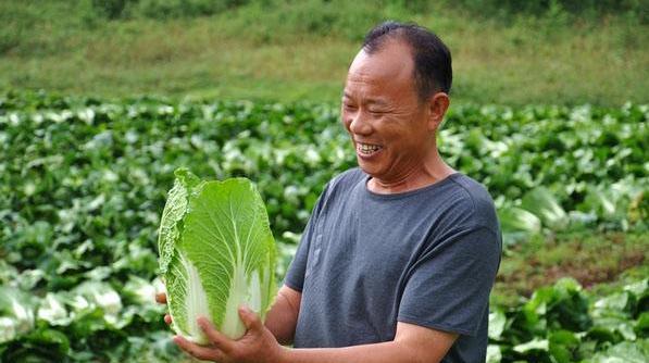 大白菜种植时间和高产管理方法