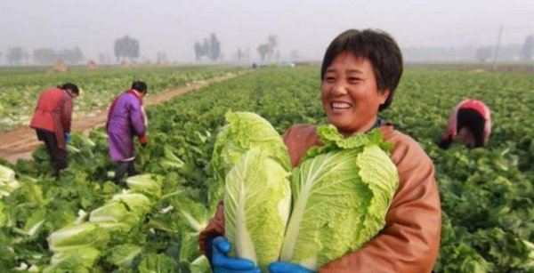 大白菜种植时间和高产管理方法