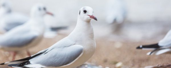 吃鸽子的好处和坏处