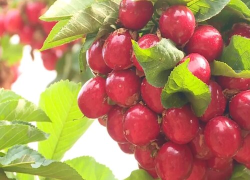 车厘子树什么时候剪枝最好