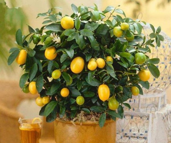刚买回来的金桔怎么养殖