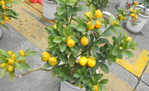 刚买回来的金桔怎么养殖