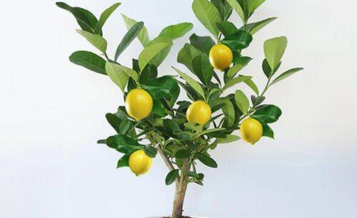 刚买回来的金桔怎么养殖