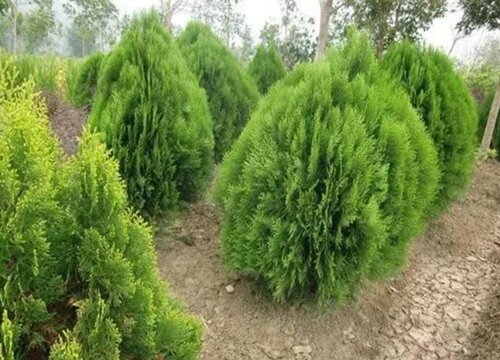 洒金柏是乔木还是灌木植物