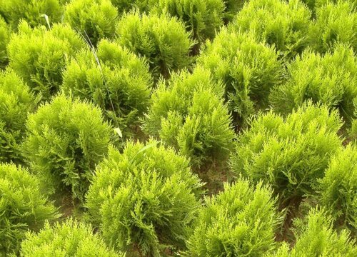 洒金柏是乔木还是灌木植物