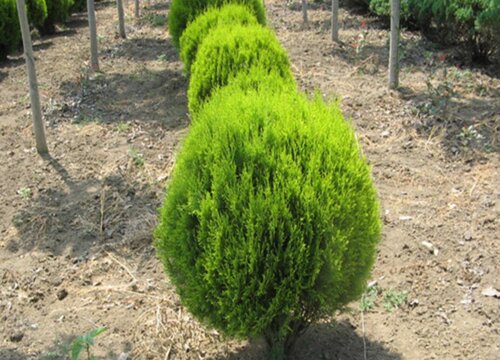 洒金柏是乔木还是灌木植物