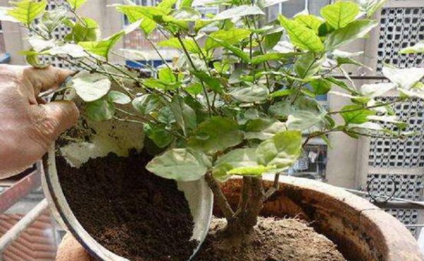 茉莉花的养护技巧和管理方法