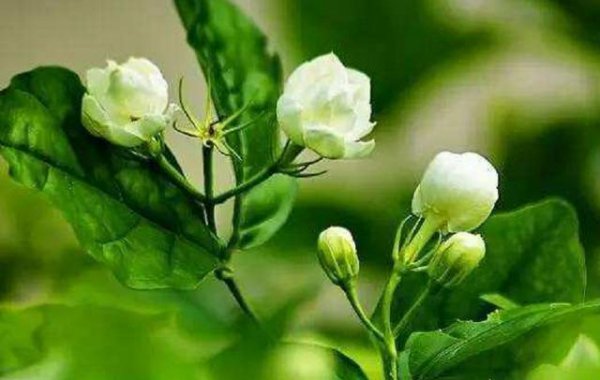 茉莉花的养护技巧和管理方法