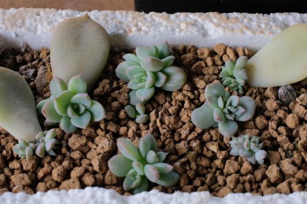 多肉夏天可以叶片繁殖吗