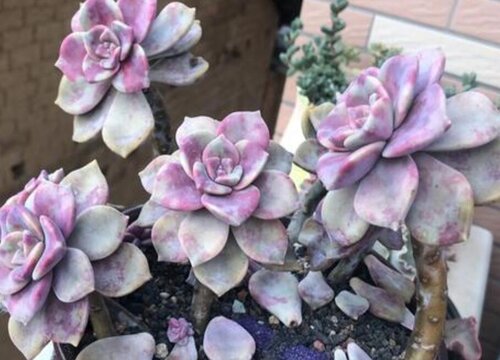 多肉夏天可以叶片繁殖吗