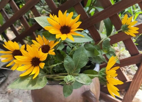 小向日葵的花语和寓意