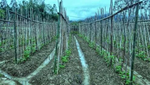 苦瓜怎样修剪苦瓜才会高产