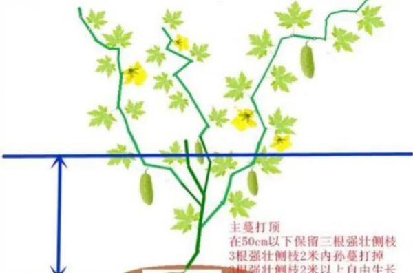 苦瓜怎样修剪苦瓜才会高产