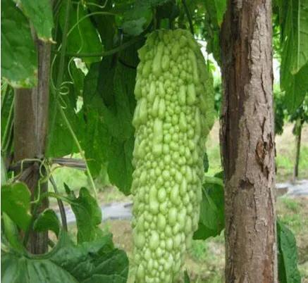 苦瓜怎样修剪苦瓜才会高产