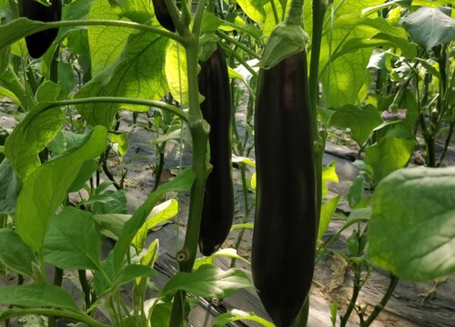 茄子春季几月份种植