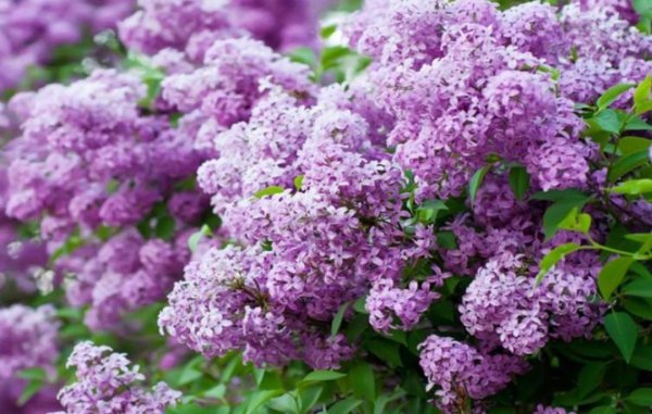 常见香味浓郁的花卉