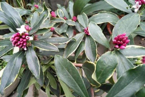 常见香味浓郁的花卉