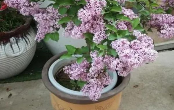 常见香味浓郁的花卉