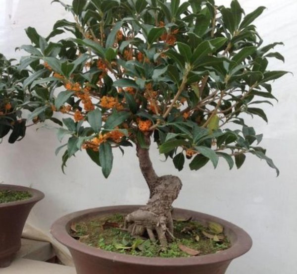 常见香味浓郁的花卉