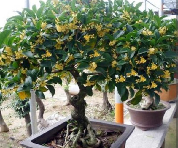 常见香味浓郁的花卉