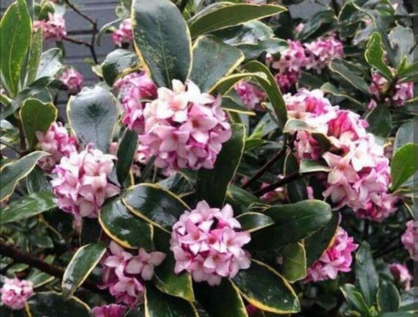 常见香味浓郁的花卉