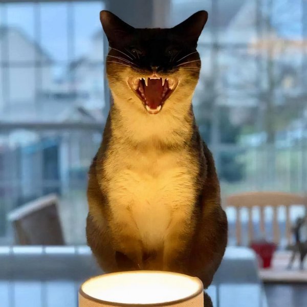 猫死后怎么安葬对它最好