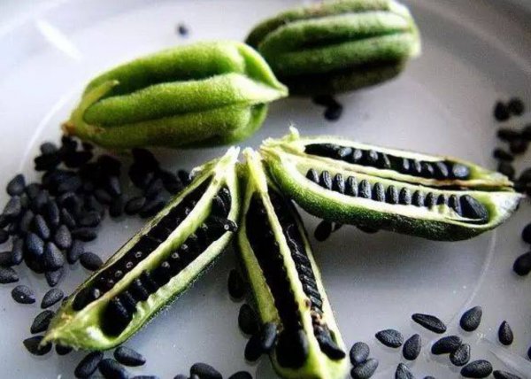 阿魏钓鱼配方制作方法