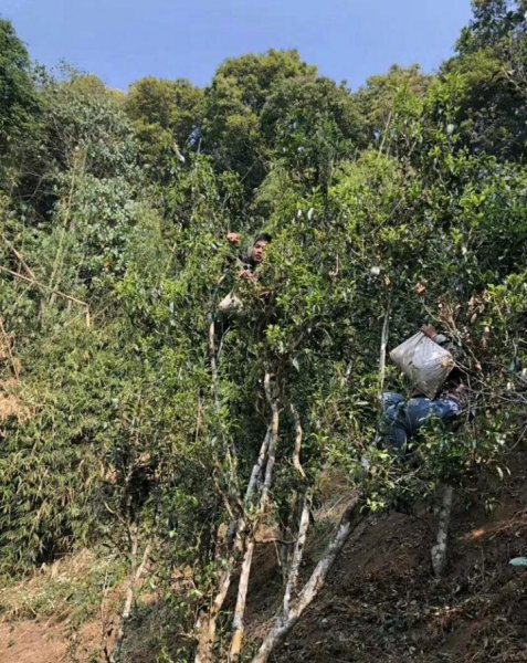 广别老寨古树茶口感特点与口感