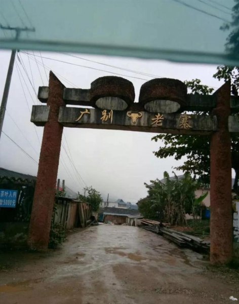 广别老寨古树茶口感特点与口感