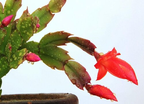 蟹爪兰叶片由绿转红如何处理