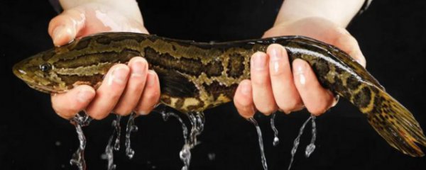 黑鱼是热性还是凉性