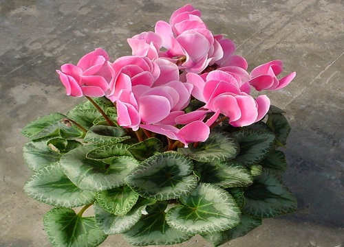 仙客来喜水还是喜旱