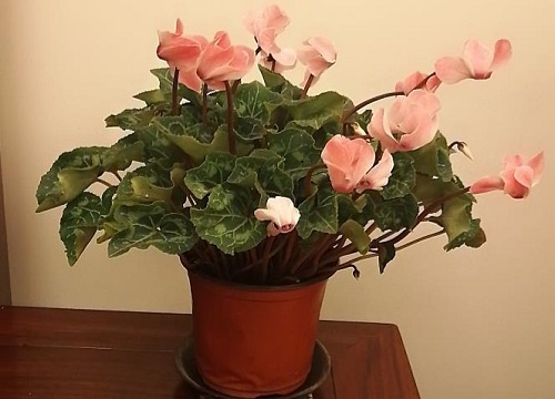 仙客来喜水还是喜旱