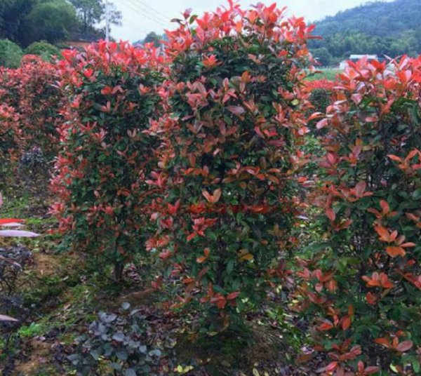 红叶石楠几月份移栽最好