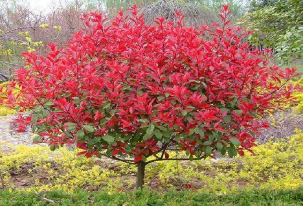 红叶石楠几月份移栽最好