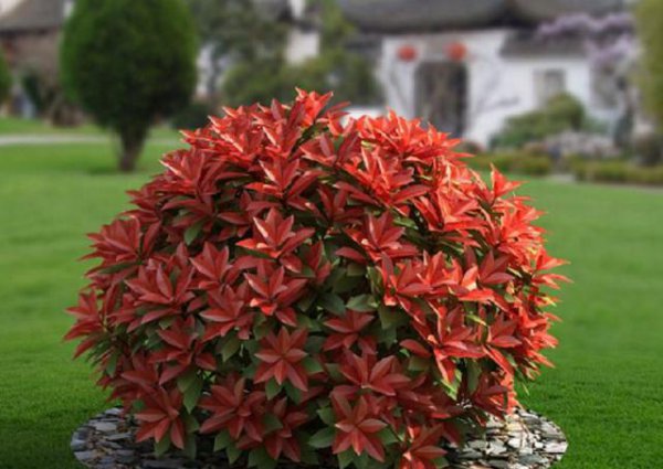 红叶石楠几月份移栽最好