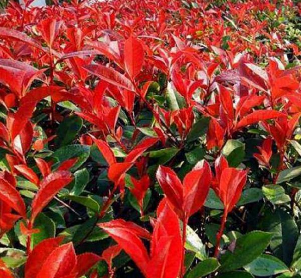 红叶石楠几月份移栽最好