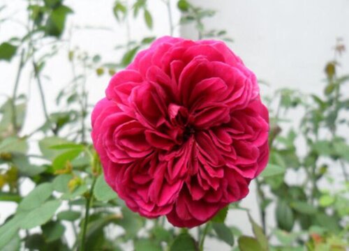 莎士比亚月季是藤本还是灌木