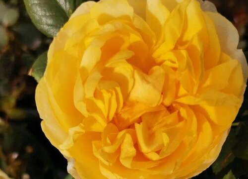 莎士比亚月季是藤本还是灌木