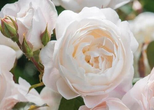 莎士比亚月季是藤本还是灌木