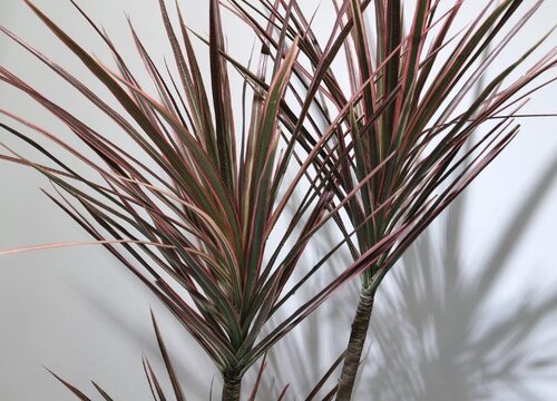 夏季如何养殖千年木叶片鲜艳枝繁叶茂