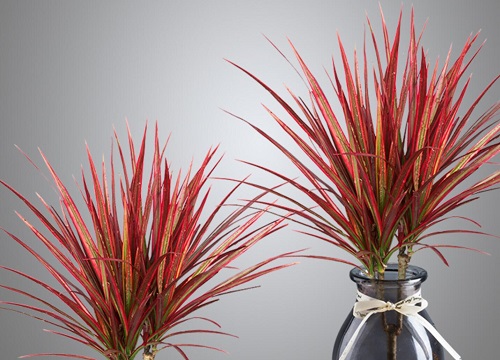 夏季如何养殖千年木叶片鲜艳枝繁叶茂