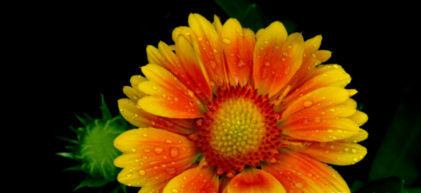 哪个星座敢惹天蝎座