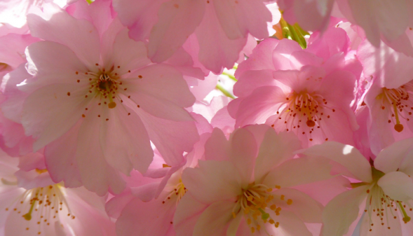 哪个星座敢惹天蝎座