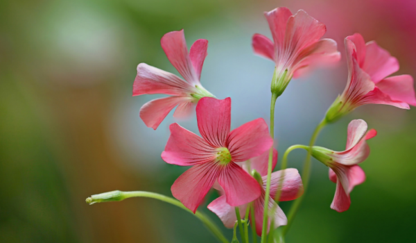 哪个星座敢惹天蝎座