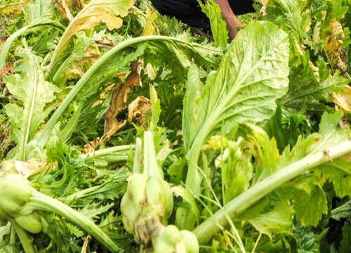 北方榨菜种植时间和方法