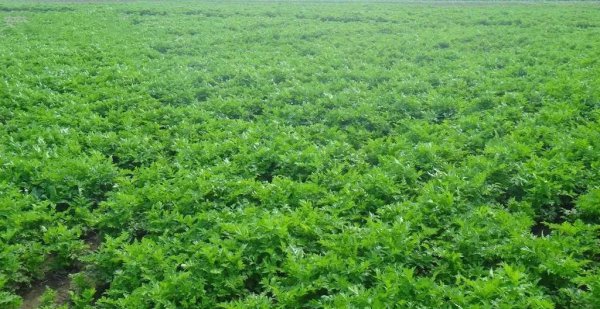 亩效益过万的一年生药材