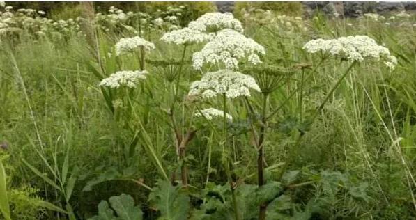 亩效益过万的一年生药材