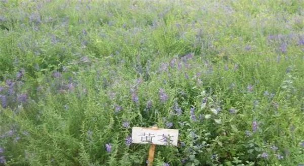 亩效益过万的一年生药材